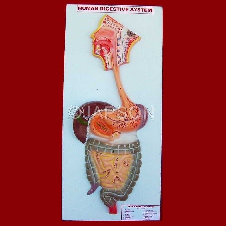 Human Digestive System Human Digestive System